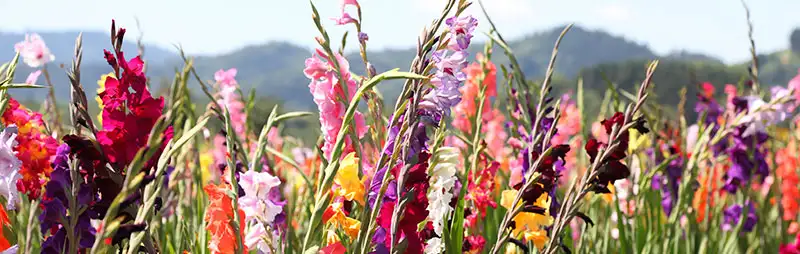 Gladioli Growing Guide Header Gladioli - Garden Express Australia
