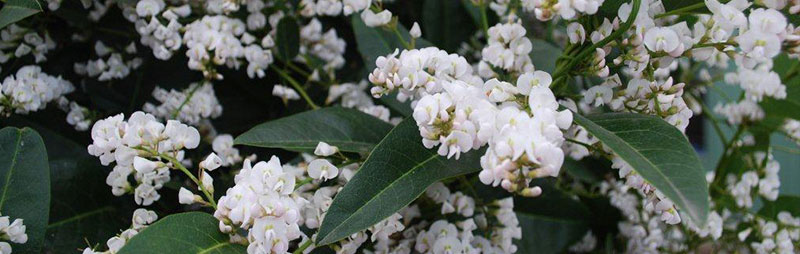 Header Hardenbergia - Garden Express Australia