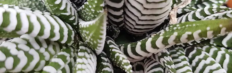 Cyclamen Growing Guide Header Haworthia - Garden Express Australia