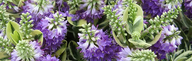 Dichondra Repens Growing Guide Header Hebe - Garden Express Australia