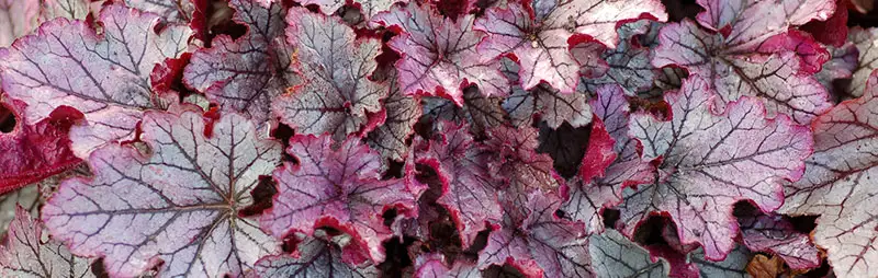 Heuchera Growing Guide Header Heuchera - Garden Express Australia