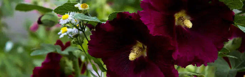 Hollyhock Growing Guide Header Hollyhock - Garden Express Australia