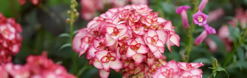 Cyclamen Growing Guide Header Hydrangea - Garden Express Australia