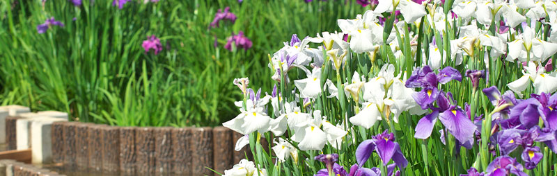 Header Japanese Iris - Garden Express Australia