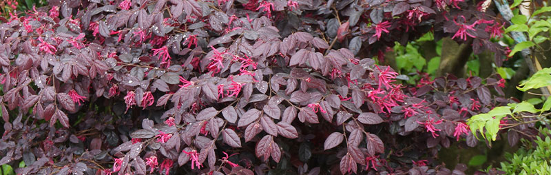 Header Loropetalum - Garden Express Australia