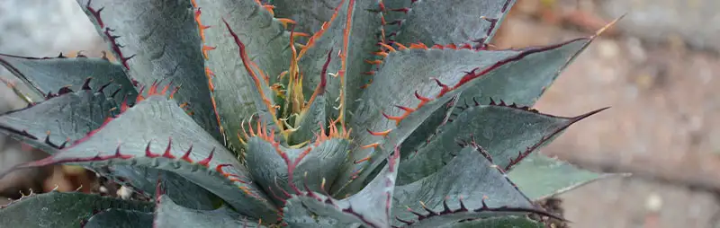 Cyclamen Growing Guide Header Mangave - Garden Express Australia