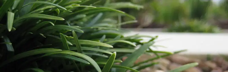 Cyclamen Growing Guide Header Mondo Grass - Garden Express Australia