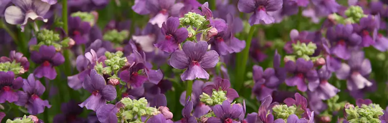 Cyclamen Growing Guide Header Nemesia - Garden Express Australia