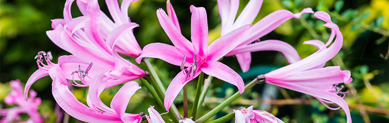 Header Nerine - Garden Express Australia