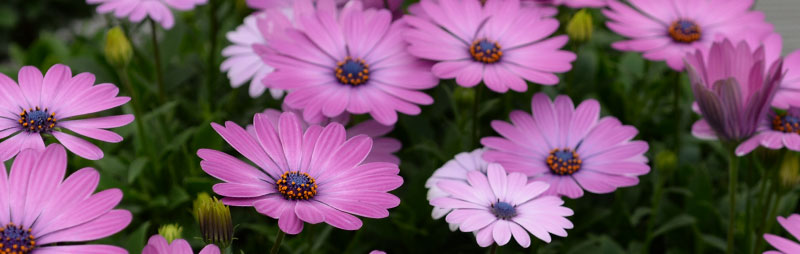 Header Osteospermum - Garden Express Australia