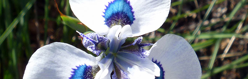 Header Peacock Iris - Garden Express Australia