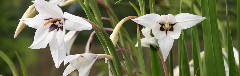 Peacock orchid cheap
