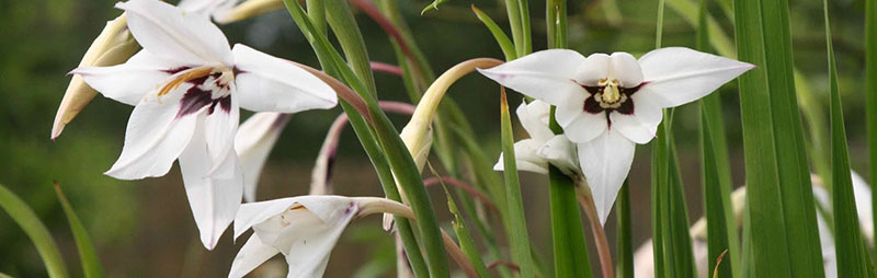 Header Peacock Orchid - Garden Express Australia