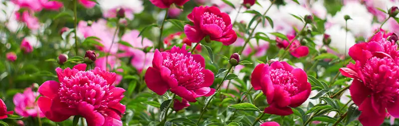 Peony Rose Growing Guide Header Peony Rose - Garden Express Australia