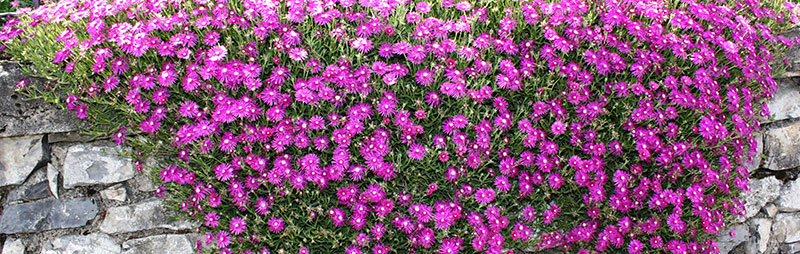 Header Pigface - Garden Express Australia