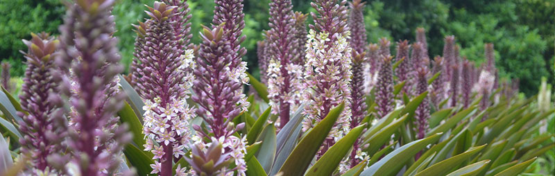 Header Pineapple Lily - Garden Express Australia