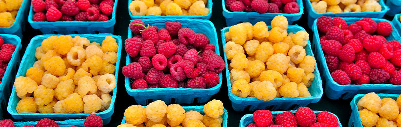 Raspberry Growing Guide - Garden Express - Online Nursery