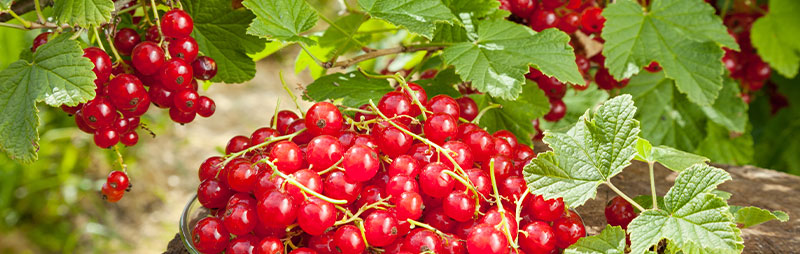 Header Red Currant - Garden Express Australia