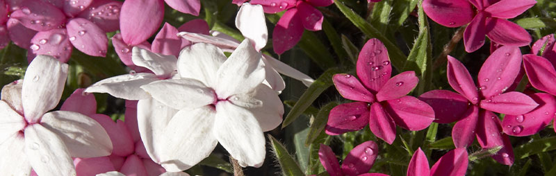 Header Rhodohypoxis - Garden Express Australia