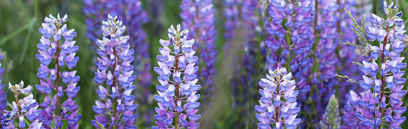 Header Russell Lupin - Garden Express Australia