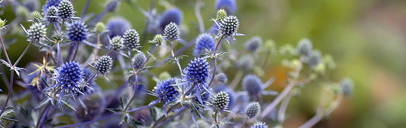 Header Sea Holly - Garden Express Australia