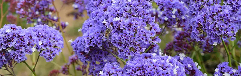 Photinia Growing Guide Header Sea Lavender - Garden Express Australia