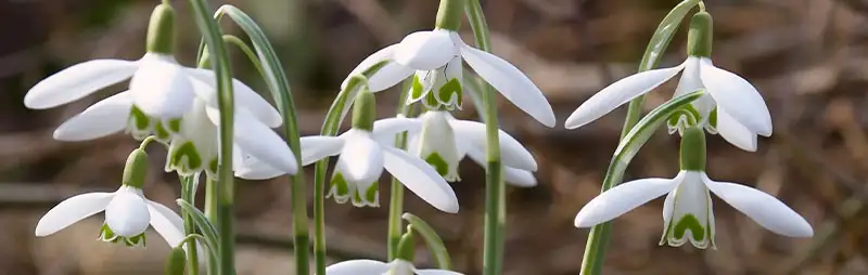 Kiwifruit Growing Guide Header Snowdrop - Garden Express Australia