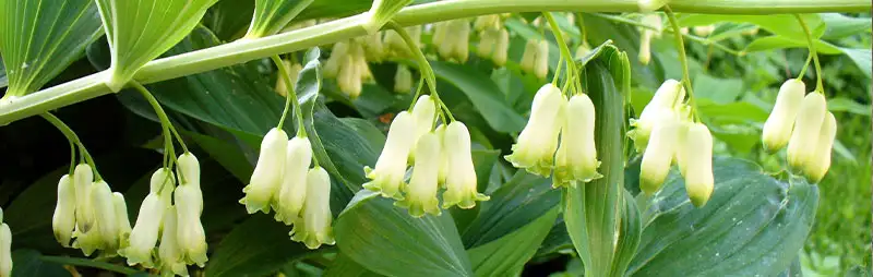 Solomons Seal Growing Guide Header Solomons Seal - Garden Express Australia