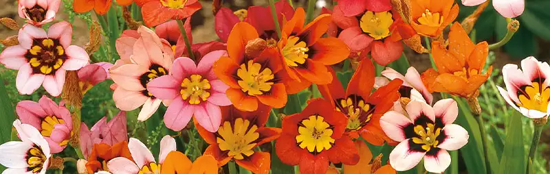 Solomons Seal Growing Guide Header Sparaxis - Garden Express Australia