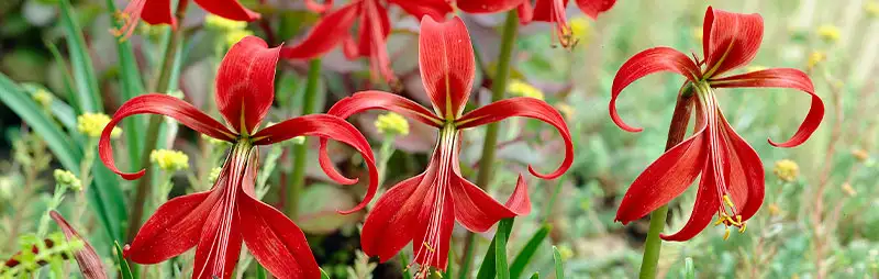 Solomons Seal Growing Guide Header Sprekelia - Garden Express Australia