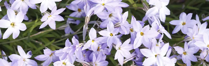 Solomons Seal Growing Guide Header Spring Star - Garden Express Australia