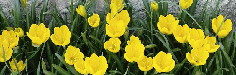 Solomons Seal Growing Guide Header Sternbergia Lutea - Garden Express Australia