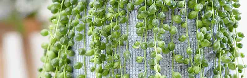 Photinia Growing Guide Header String Of Pearls - Garden Express Australia