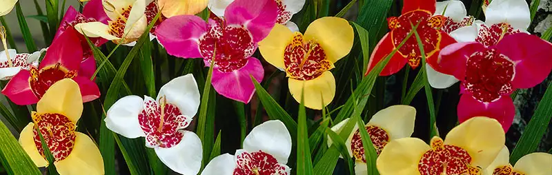 Solomons Seal Growing Guide Header Tigridia - Garden Express Australia