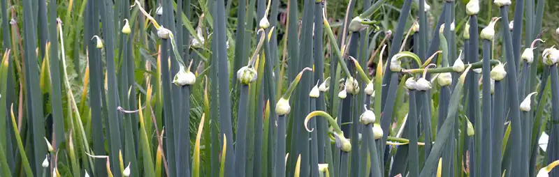 Tree Onion Growing Guide Header Tree Onion - Garden Express Australia
