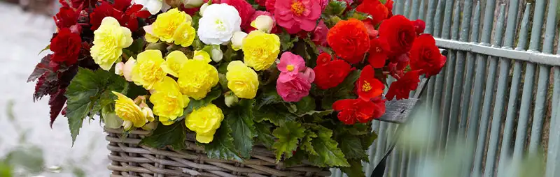 Tuberous Begonia Growing Guide Header Tuberous Begonia - Garden Express Australia