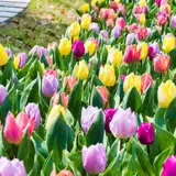 Tulip Mixes