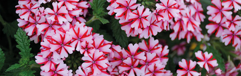 Header Verbena - Garden Express Australia