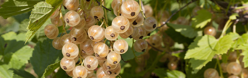 Header White Currant - Garden Express Australia