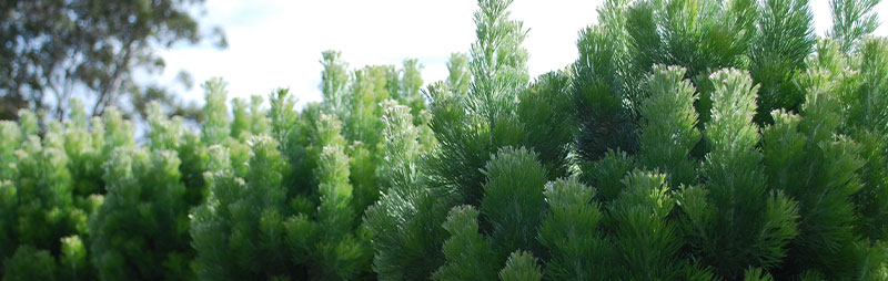 Header Woolly Bush - Garden Express Australia