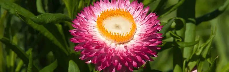 Strawflower Growing Guide Header Xerochrysum Bracteantha - Garden Express Australia