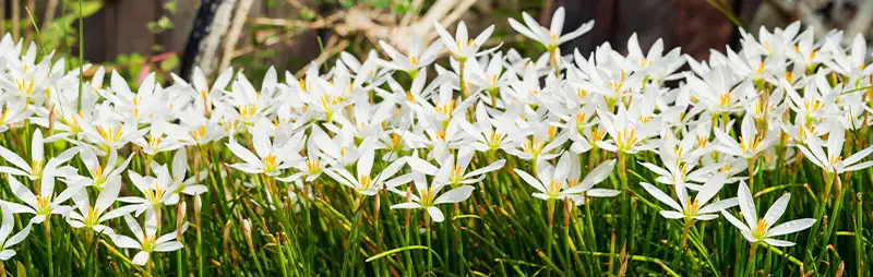 Solomons Seal Growing Guide Header Zephyranthes - Garden Express Australia