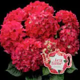 Hydrangea Tea Time Red Pplhydttr - Garden Express Australia