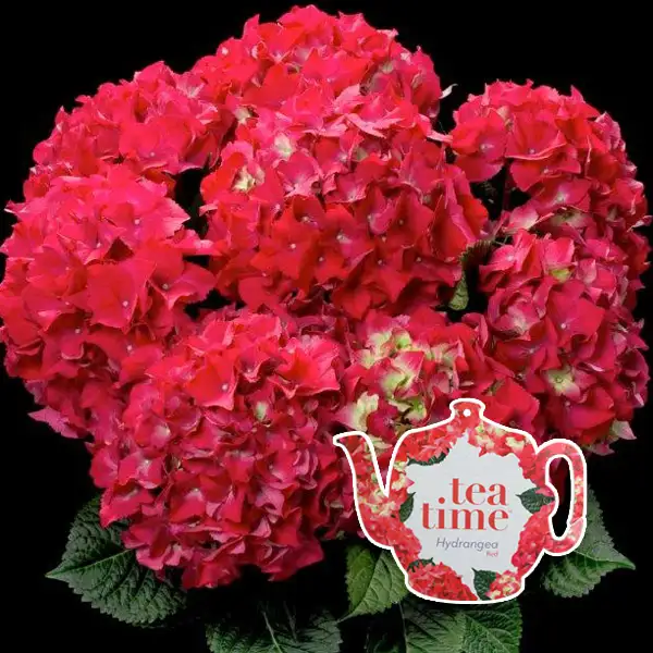 Hydrangea Tea Time Red