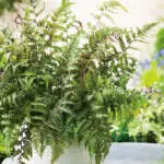 Best Gardening Gifts For Him Japanese Painted Fern Ppljappfe - Garden Express Australia