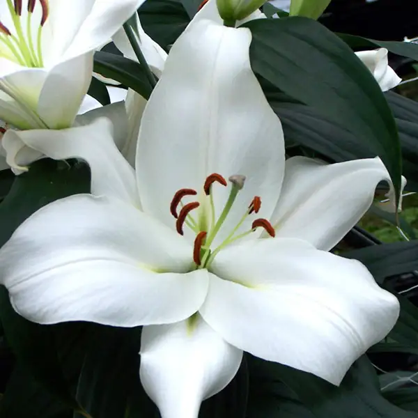 Lilium Zambesi