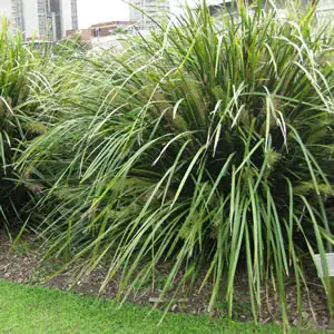Lomandra Hystrix Lomandra Hystrix