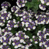 Nemesia Escential Cherry Blue