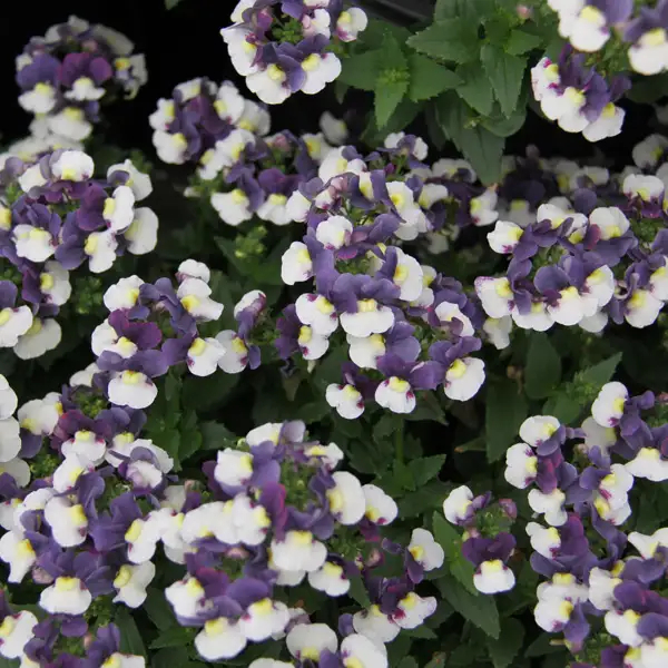 Nemesia Escential Cherry Blue