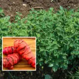 Nz Yam Pknzyam - Garden Express Australia